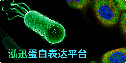 密碼子優(yōu)化升級版，讓目標(biāo)蛋白表達更顯著