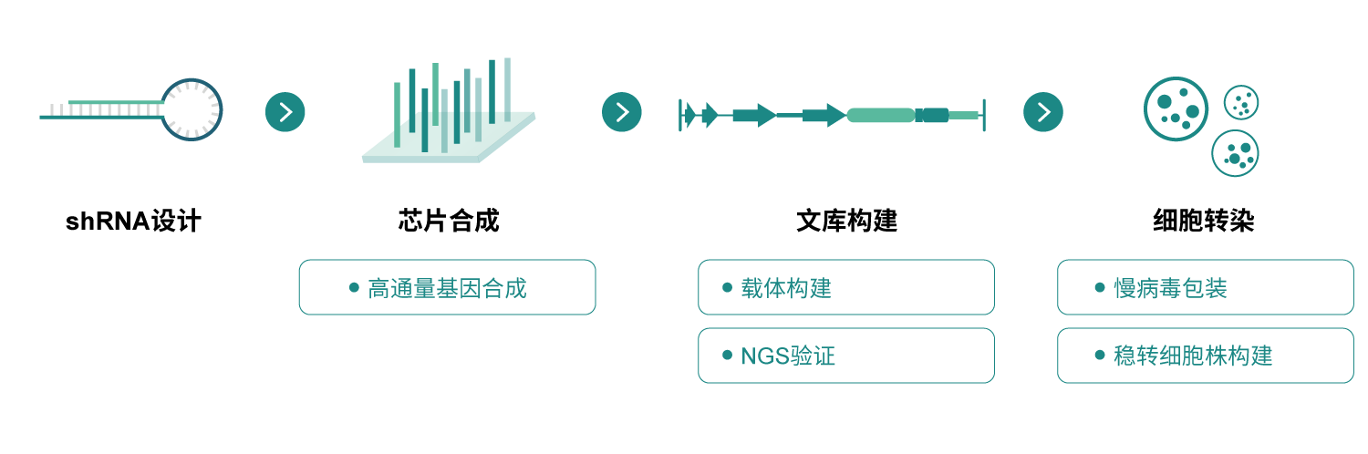 shRNA文庫(kù)服務(wù)流程