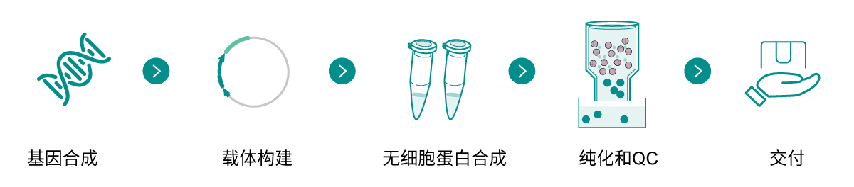無細胞蛋白合成技術(shù)路線